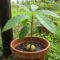 Dal seme all'albero: come crescono i nostri avocado e come proteggerli dall'inverno